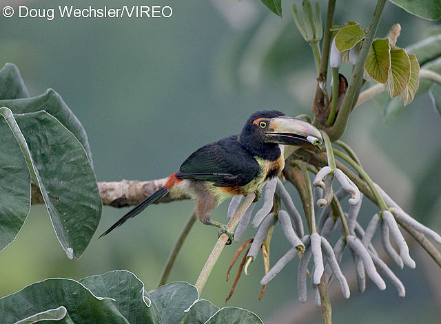 Collared Aracari w02-41-144.jpg